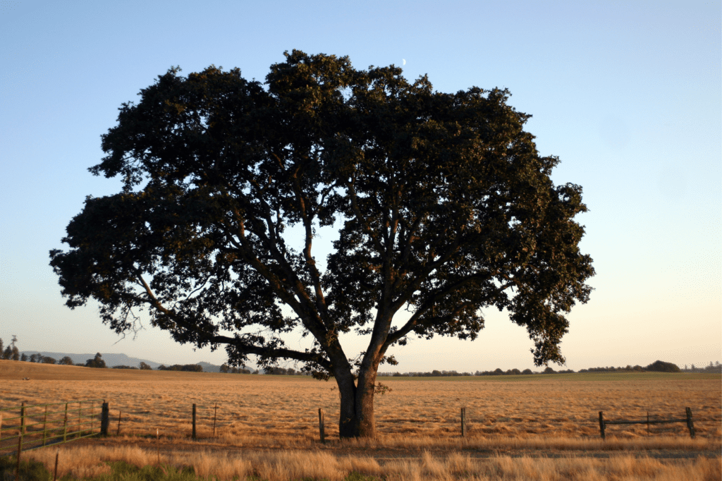 What Types of Trees to Plant on Your Ranch - Ruple Properties