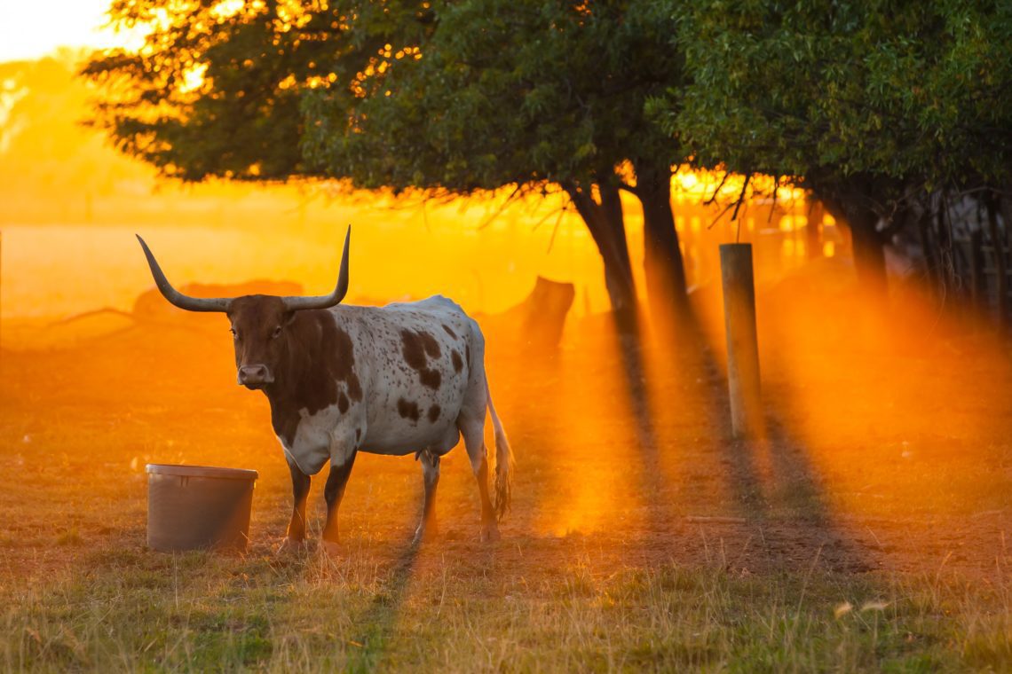 Texas Land and Ranch