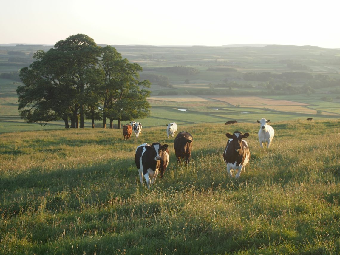 Buying a Ranch in Texas