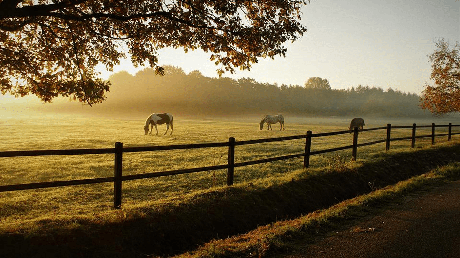 texas ranch