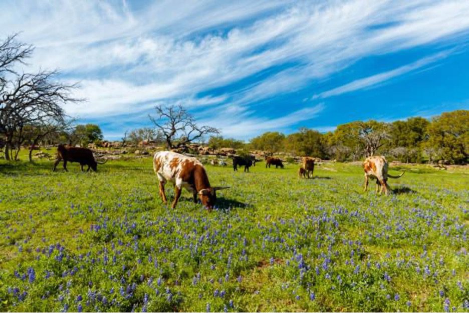 Buying Texas Land for Exotic Ranching