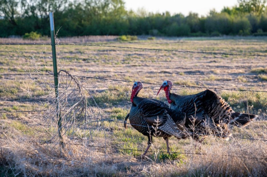 How To Host An Epic Thanksgiving On Your Texas Ranch