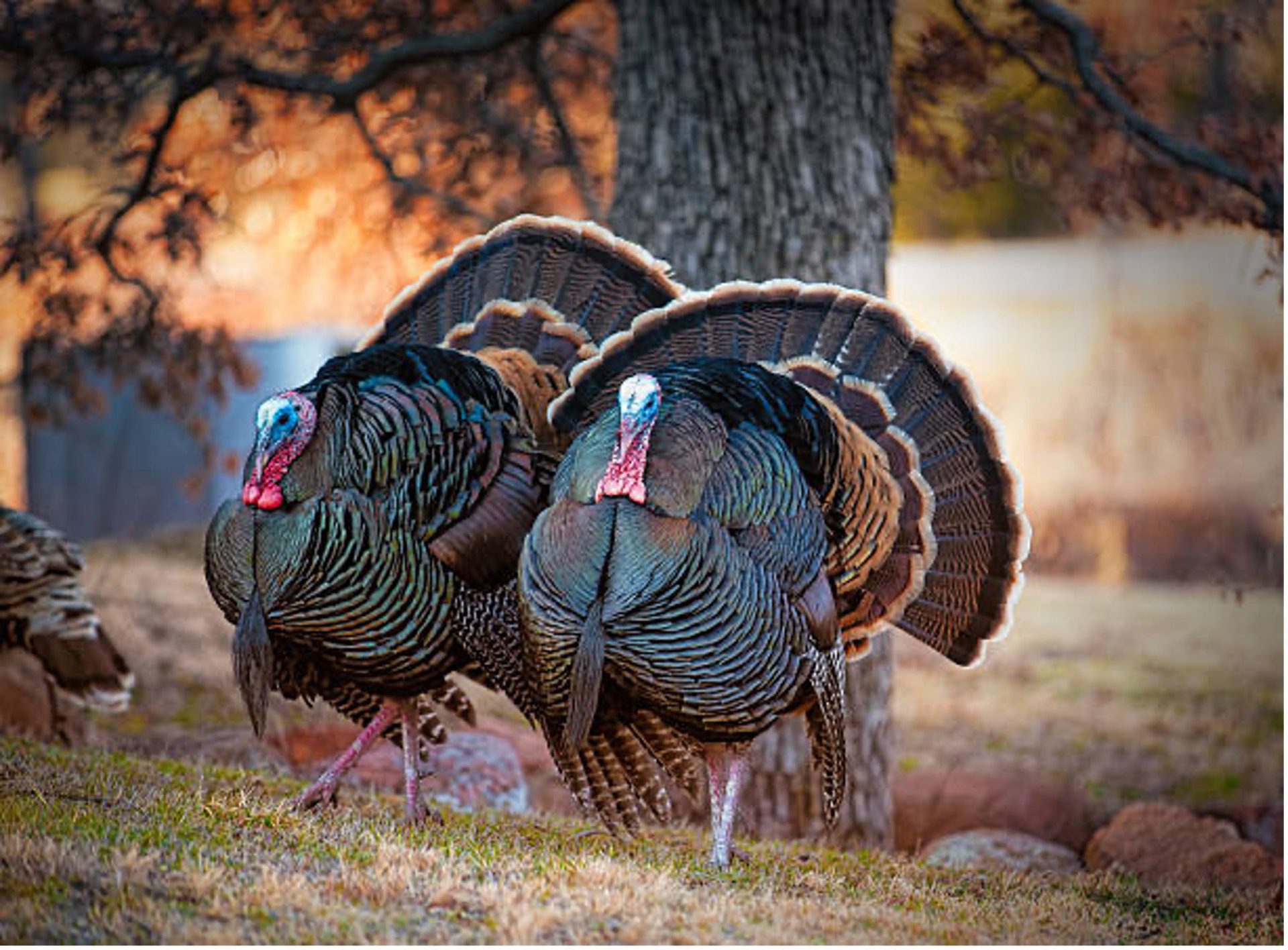 Wild Turkey Thanksgiving An Overview Of Texas Turkey Hunting Ruple Properties