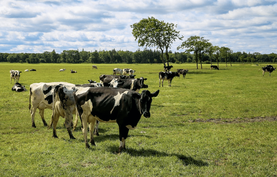 Explore the Benefits of Owning a Ranch in Texas